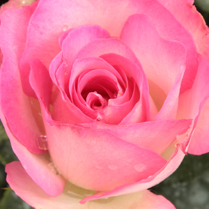 Róże ogrodowe - róże rabatowe floribunda - różowy  - Rosa  Bordure Rose - róża z dyskretnym zapachem - Georges Delbard - Jest efektowną odmianą o bukietowych kwiatach i krzewowym wyglądzie.